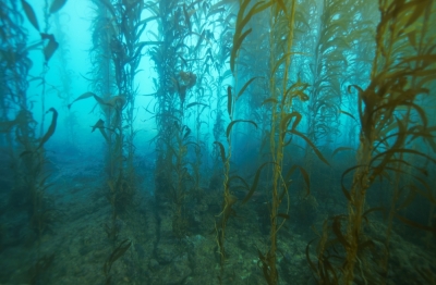 Kelp Blue shortlisted for N$11.4m UAE Climate Action award