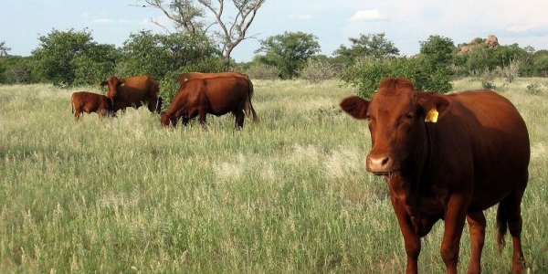 Lung sickness outbreak hits cattle in Kavango West