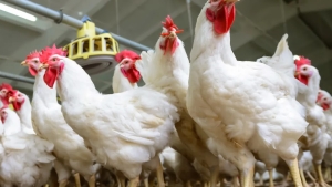 Formulation of chicken feed using local crops