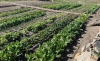 EIF, partners launch N$2m urban agriculture project