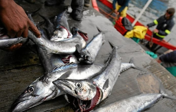 Cabinet approves 290k metric tonnes of horses mackerel TAC for 2023