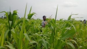 Dryland crop production preparations