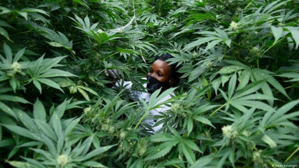 Namibia investigates commercial cannabis cultivation