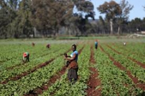 Agribank targets increased participation of women, youths in agriculture