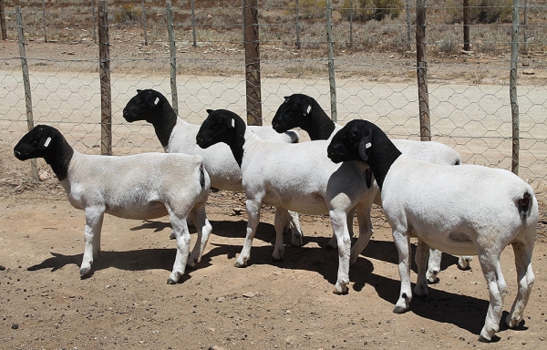 SA market spurs sheep exports  – Agribank