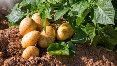 Supply shortages, high demand drive potato prices up in Namibia