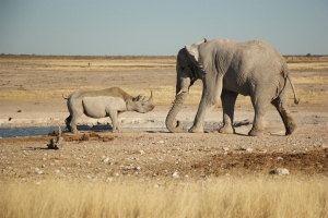 Rampant poaching at Etosha threatens tourism economy