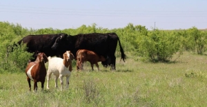 Namibia&#039;s cattle, goat, sheep marketing reports growth in 2022