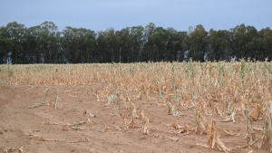 Preparing for drought: Tips for Namibian farmers