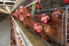 What you need to know about egg production