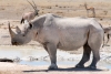 Rhino poaching surges by 97% in Namibia