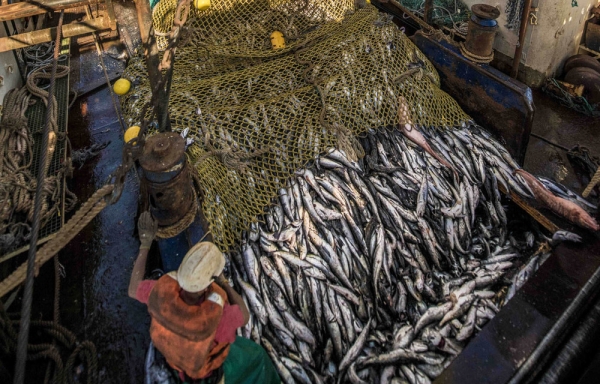 Namibia&#039;s fishing industry suffocates from illegal fishing by Angolan companies