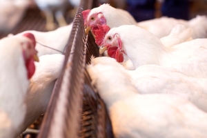 Namibia lifts Ireland poultry products ban