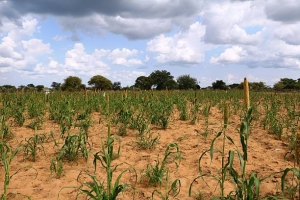 Coping with drought: Essential strategies for farmers in Namibia