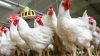 Namibia looks to neighbouring nations amid SA poultry import ban