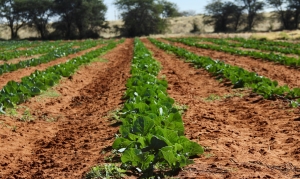 Correctional Service expands green initiatives to fight food insecurity