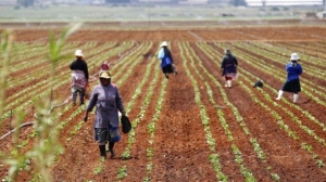 Africa needs up to R1.2trn in loans every year to curb food imports as costs soar