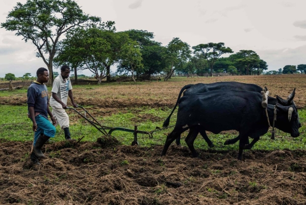 Transforming Namibian rural areas through agriculture