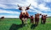 Cattle marketing to spur agriculture growth