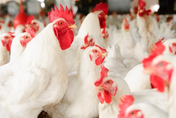 What you need to know about poultry diseases during the winter season