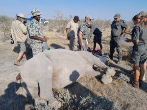 Namibia dehorns 2,500 rhinos at N$60m cost