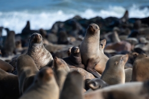 Namibia approves culling of 86,000 seals