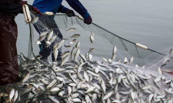 Fishing group alarmed by govt&#039;s quota allocation dominance