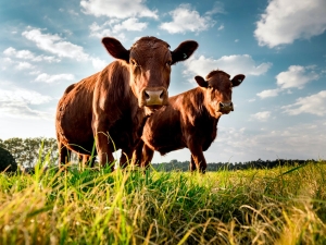 Beef exports spur cattle marketing in H1