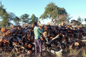 Namibia to lift timber ban in community forests