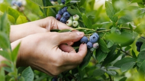 N$1.5bn investment planned for Namibia blueberry project