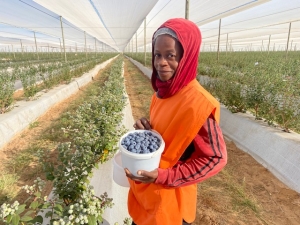 Königstein Capital invests N$100m in Mashare Blueberry project