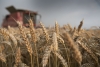 Zimbabwe in record wheat harvest