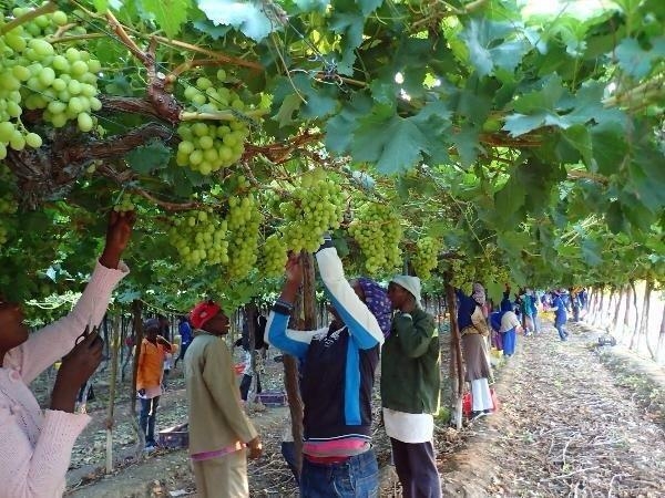 NYS, Namibia Grape Company takeover details emerge