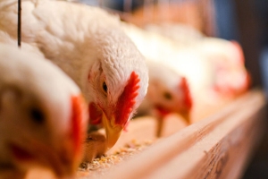 Namibia bans poultry imports from Spain