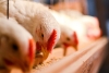 Namibia bans poultry imports from Spain