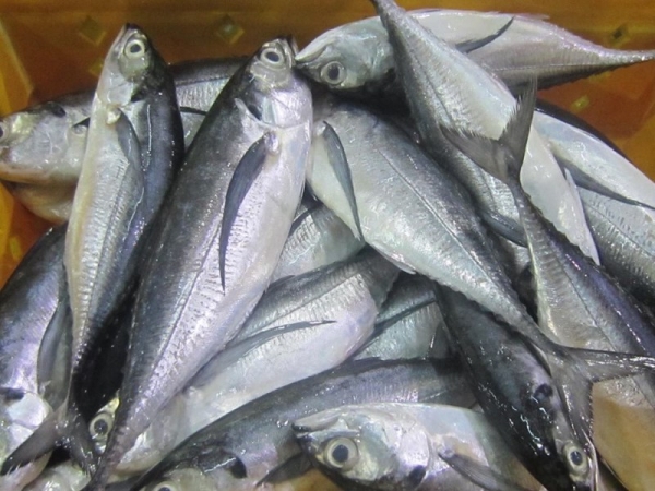 Govt fish agency hikes Horse Mackerel prices