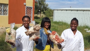 UNAM in pink mushrooms production breakthrough