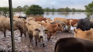 Northern floods threaten livestock farming