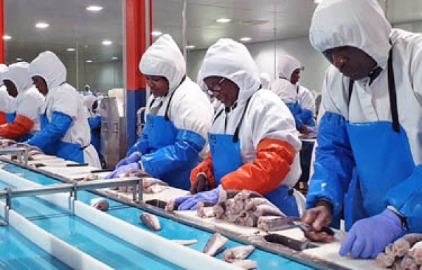 Govt to raise N$166m from fish auction