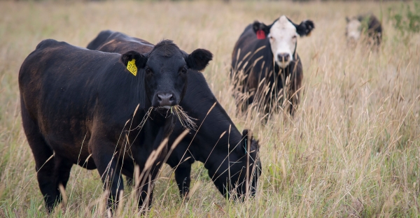 Re-introduction of valuable perennial grasses key in livestock production