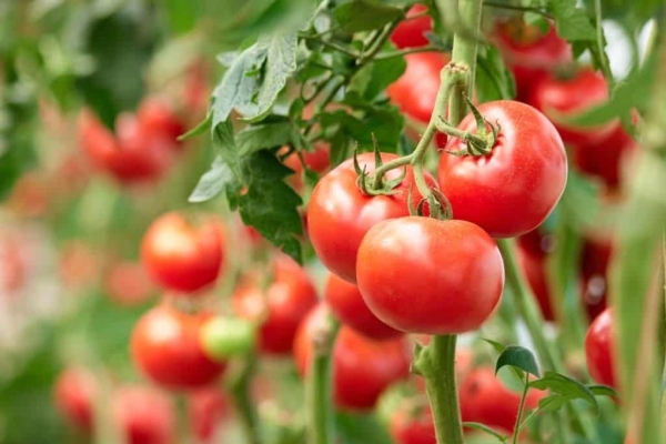 How to grow tomatoes