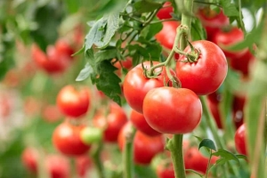 How to grow tomatoes