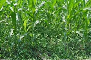 The importance of weed control in crop production