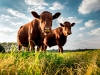 Live cattle exports in triple-digit growth