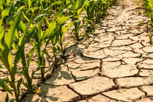 234k Namibians face food shortages due to drought