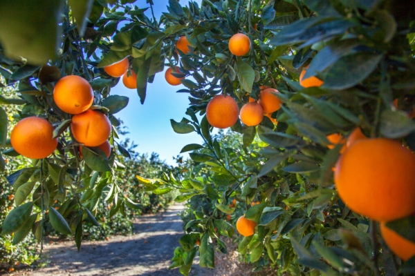Fruit production: An untapped agribusiness opportunity in Namibia